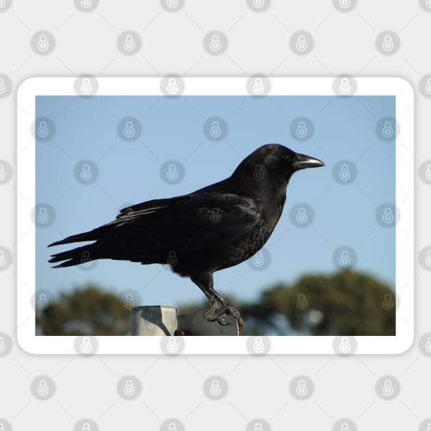 San Francisco Crow Sticker by AH64D